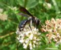 Andrena agilissima (cfr.)